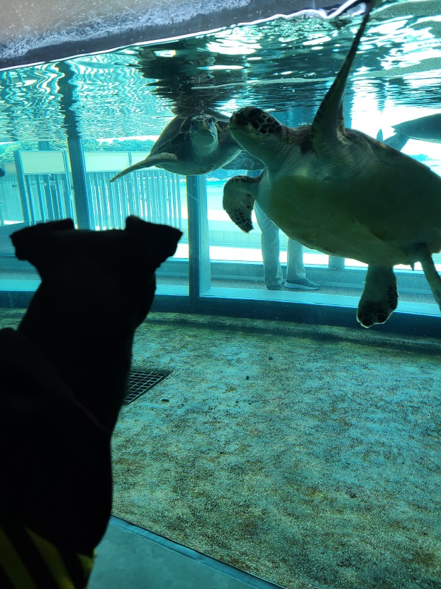 水族館に行くマル